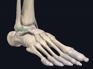 Anatomical image of an ankle's ligaments