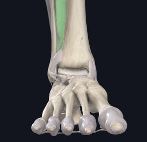 Anatomic image of the ligaments that connect the tibia to the fibula