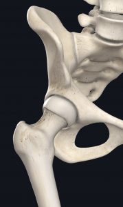 Anatomical picture of a hip joint