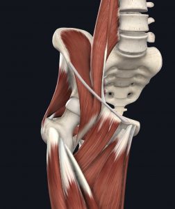 Front view of deep hip muscles