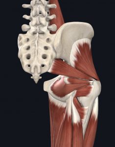 Back view of deep hip muscles