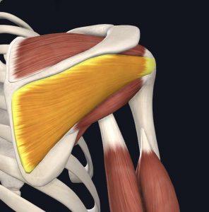 Anatomical picture of the infraspinatus