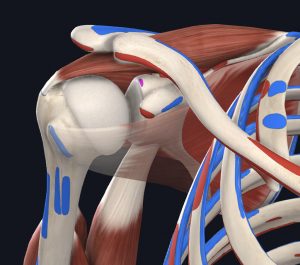 Anatomical photo depicting the shoulder joint with the SLAP tear location highlighted in pink.