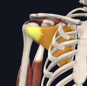 Anatomical picture of the subscapularis