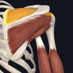 Anatomical picture of the supraspinatus