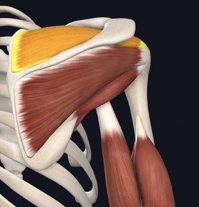 Anatomical picture of the supraspinatus