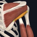 Anatomical picture of the teres minor