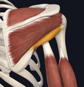 Anatomical picture of the teres minor