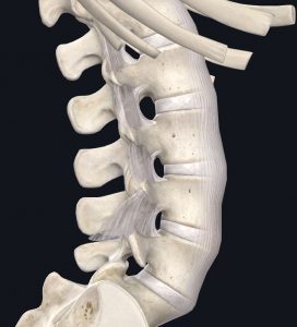 Side view of the lumbar spine