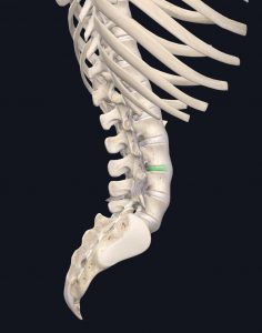 Anatomical image of the lumbar spine and discs