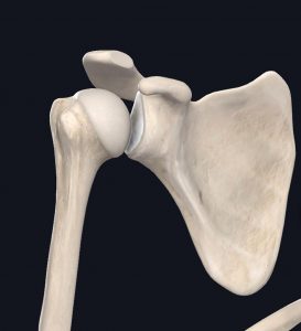 Anatomical photo of the shoulder joint