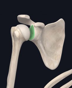 Anatomical image of the shoulder's labrum