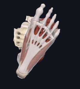 Anatomical picture of the foot's plantar fascia