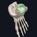 Lateral meniscus of knee