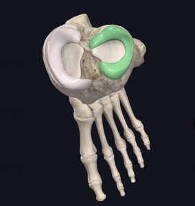 Lateral meniscus of knee