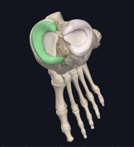 Medial meniscus of knee