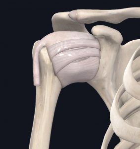 Glenohumeral ligaments