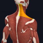 Upper Trapezius