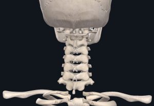 Anatomical picture of a cervical spine