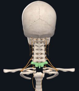 Anatomical image of C7