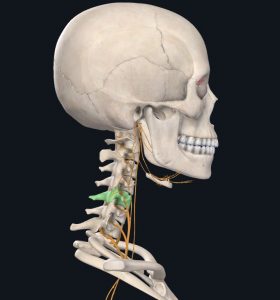 Anatomical images of nerves leaving the neck