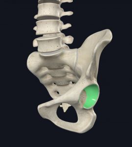 Anatomical image of the hip's labrum