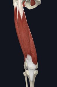 Anatomical picture of the quadriceps muscle group