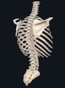 Anatomical picture of a spine
