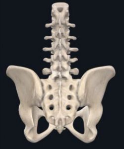 Anatomical picture of the lumbar spine and pelvis